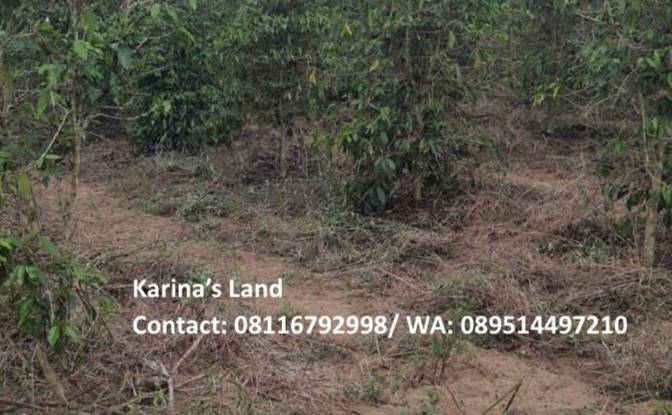 Land Lot for Sale Jalan Tanpa Nama, Kec Tigapanah. Photo#4 Land Lot for Sale Jalan Tanpa Nama, Kec Tigapanah. Photo#4