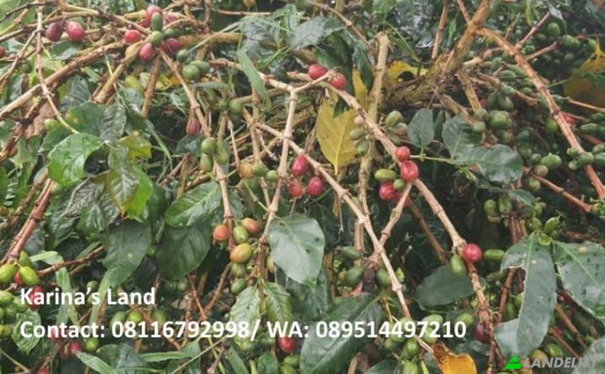 Land Lot for Sale Jalan Tanpa Nama, Kec Tigapanah, Kabupaten Karo, Sumatera Utara, Bunuraya, Karo Regency, North Sumatra, Indonesia. Photo 5