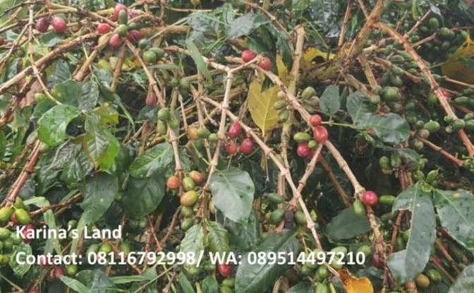 Land Lot for Sale Jalan Tanpa Nama, Kec Tigapanah. Photo#5 Land Lot for Sale Jalan Tanpa Nama, Kec Tigapanah. Photo#5