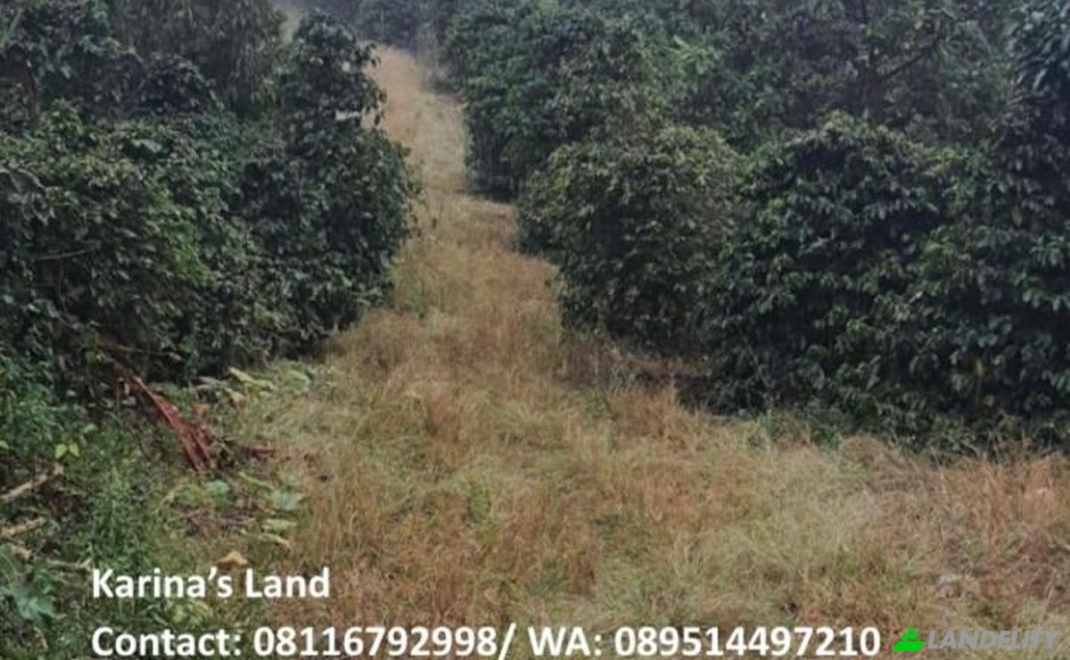 Land Lot for Sale Jalan Tanpa Nama, Kec Tigapanah, Kabupaten Karo, Sumatera Utara, Bunuraya, Karo Regency, North Sumatra, Indonesia. Photo 6