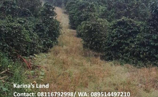 Land Lot for Sale Jalan Tanpa Nama, Kec Tigapanah. Photo#6 Land Lot for Sale Jalan Tanpa Nama, Kec Tigapanah. Photo#6