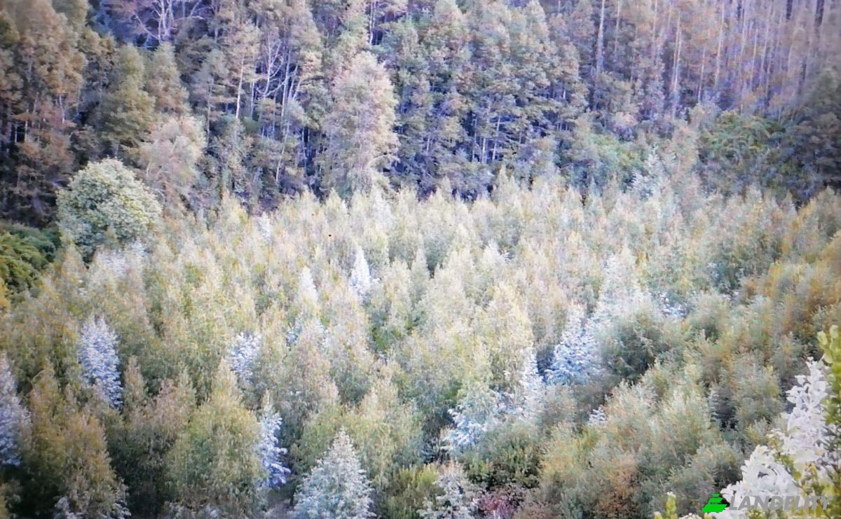 Investimento/Desenvolvimento à venda Via Sin Nombre, Mariquina, Quechuco, Valdivia Province, Los Rios, Chile. foto 4