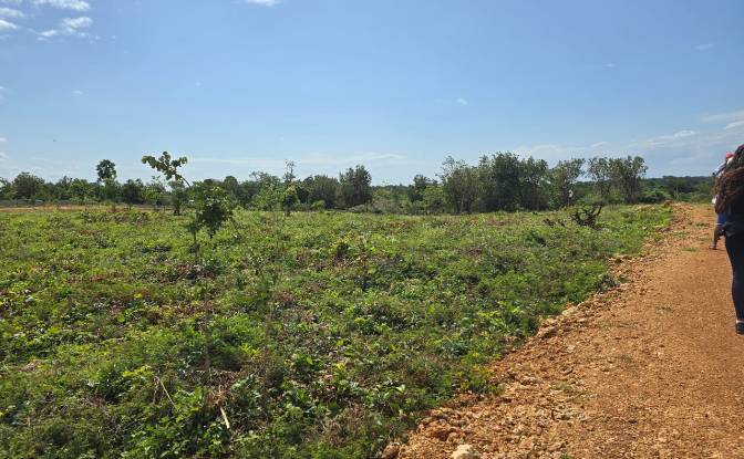 Land Lot for Sale Diani Beach Road, Diani Beach. Photo#11 Land Lot for Sale Diani Beach Road, Diani Beach. Photo#11
