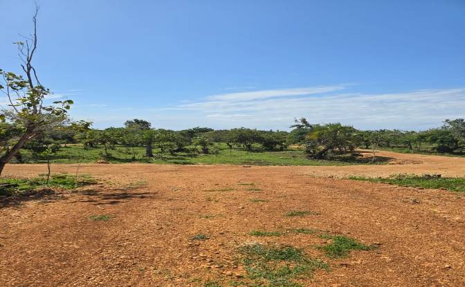 Land Lot for Sale Diani Beach Road, Diani Beach. Photo#2 Land Lot for Sale Diani Beach Road, Diani Beach. Photo#2