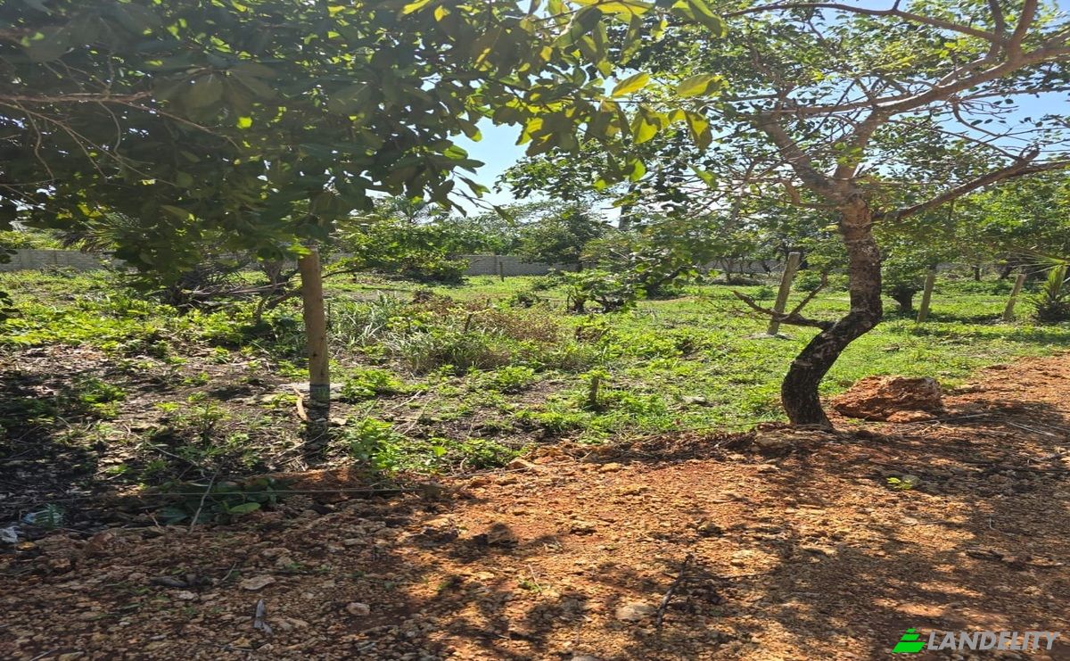 Land Lot for Sale Diani Beach Road, Diani Beach, Msambweni, Kwale County, Kenya. Photo 4
