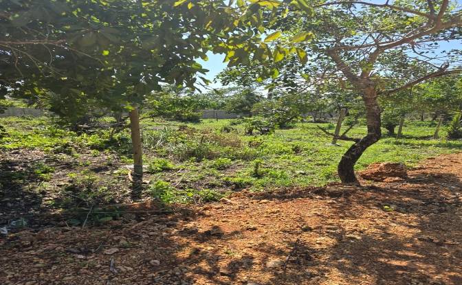 Land Lot for Sale Diani Beach Road, Diani Beach. Photo#4 Land Lot for Sale Diani Beach Road, Diani Beach. Photo#4
