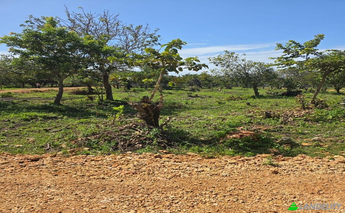 Land Lot for Sale Diani Beach Road, Diani Beach, Msambweni, Kwale County, Kenya. Photo 6