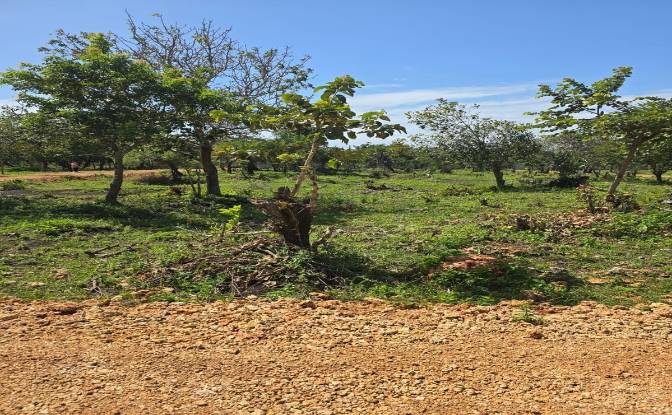 Land Lot for Sale Diani Beach Road, Diani Beach. Photo#6 Land Lot for Sale Diani Beach Road, Diani Beach. Photo#6