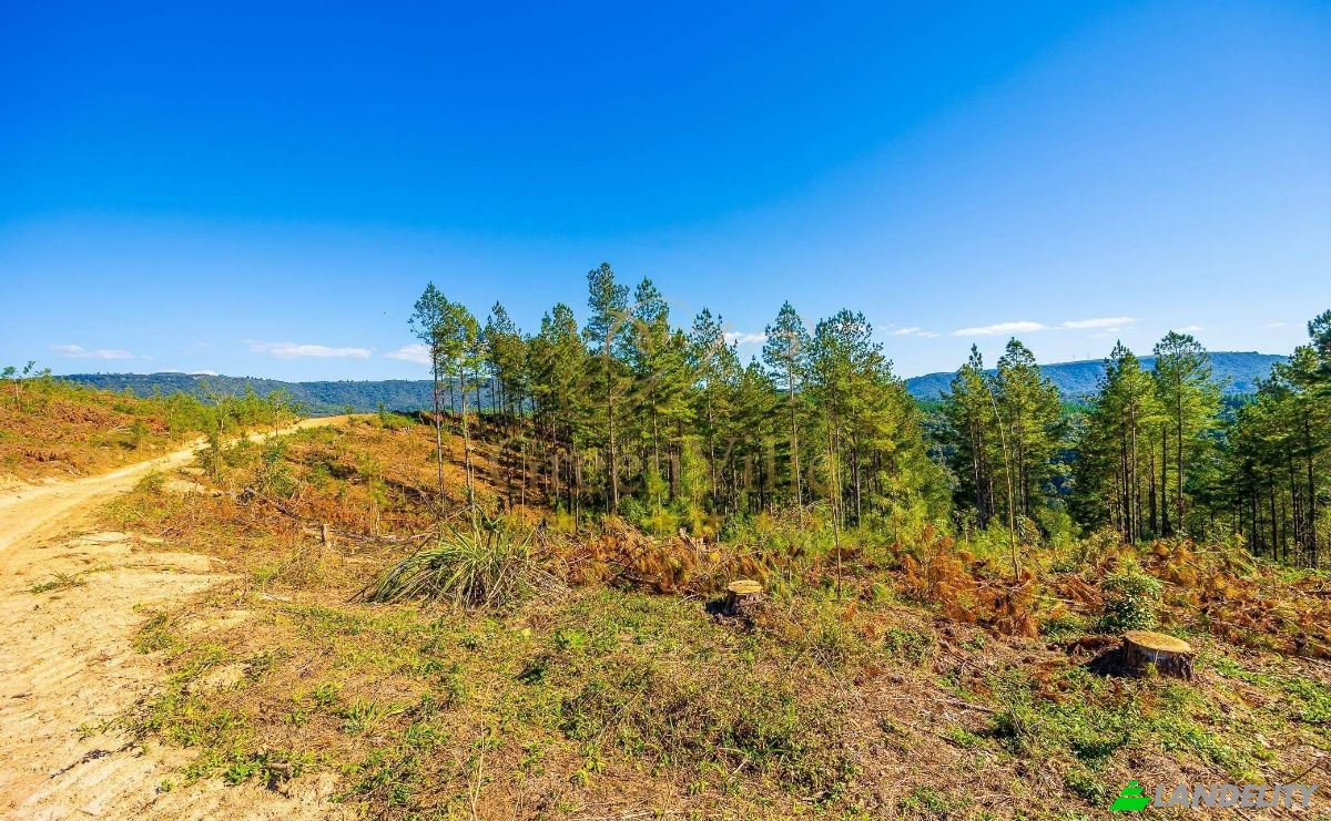 Investing/Development for Sale Tres Corregos, Campo Largo, State of Parana, Brazil. Photo 1