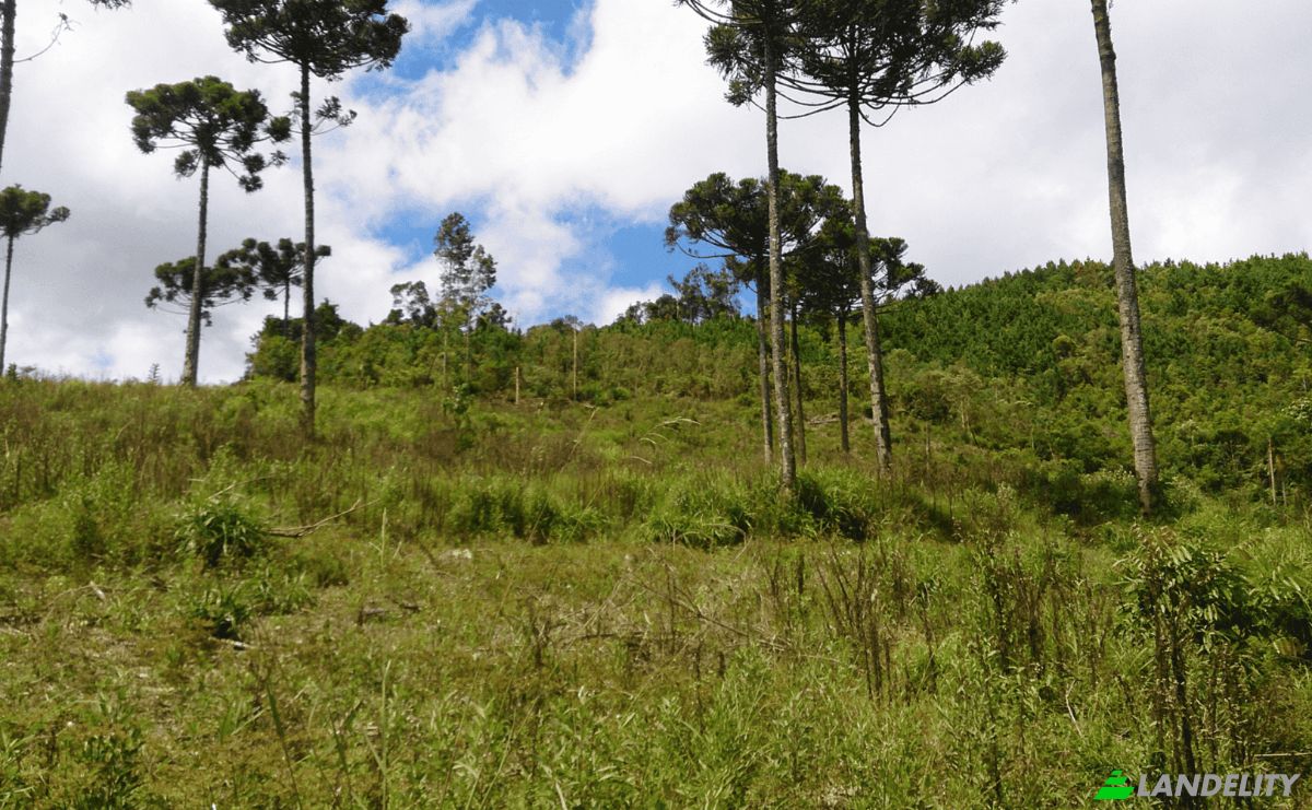 Investing/Development for Sale Tres Corregos, Campo Largo, State of Parana, Brazil. Photo 4