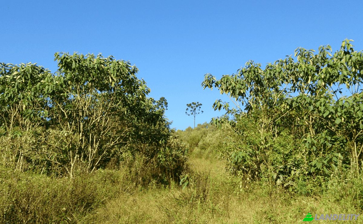 Investing/Development for Sale Tres Corregos, Campo Largo, State of Parana, Brazil. Photo 6