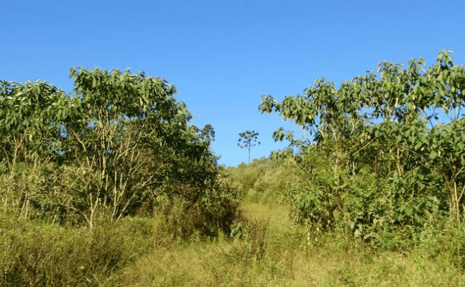 Investing/Development for Sale Tres Corregos. Photo#6 Investing/Development for Sale Tres Corregos. Photo#6
