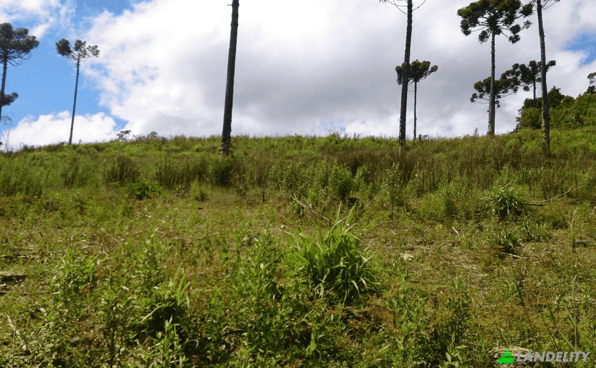 Investing/Development for Sale Tres Corregos, Campo Largo, State of Parana, Brazil. Photo 7