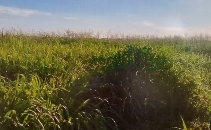 Investing/Development for Sale - Cruce Don Silvio, Paraguay