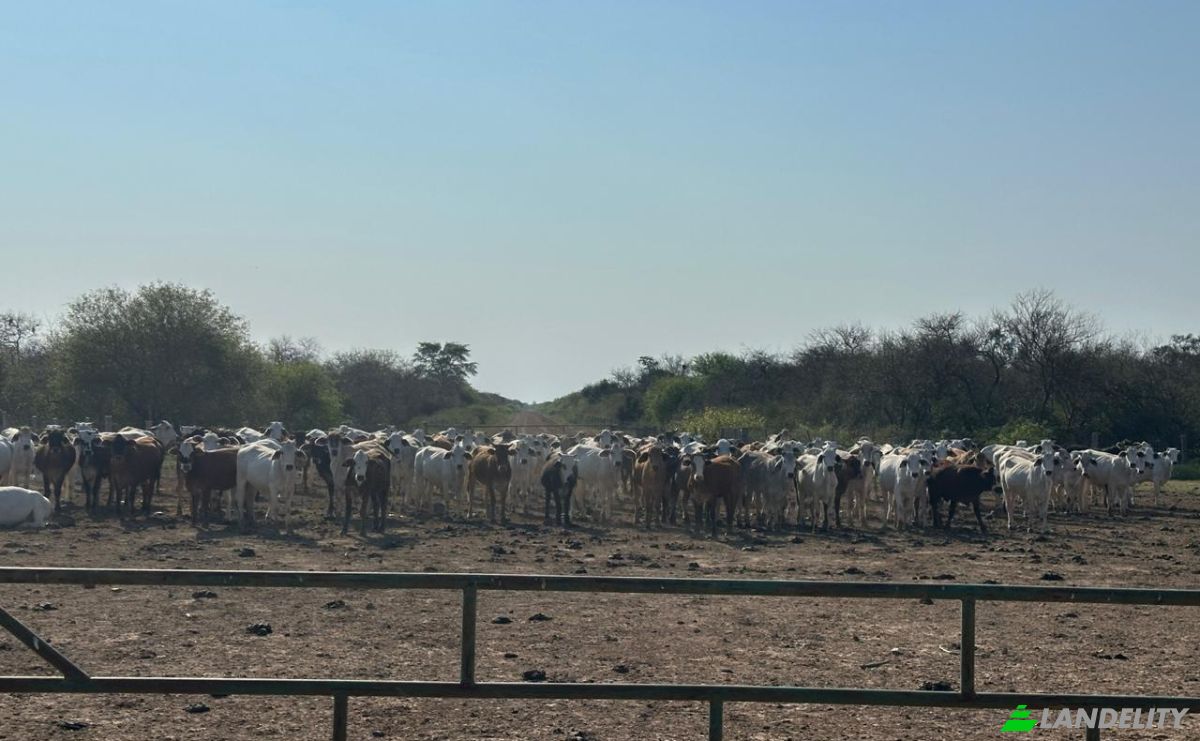 Investing/Development for Sale Via Sin Nombre, 170202, Com Indig Chaidi, Puerto Casado, Alto Paraguay Department, Paraguay. Photo 18