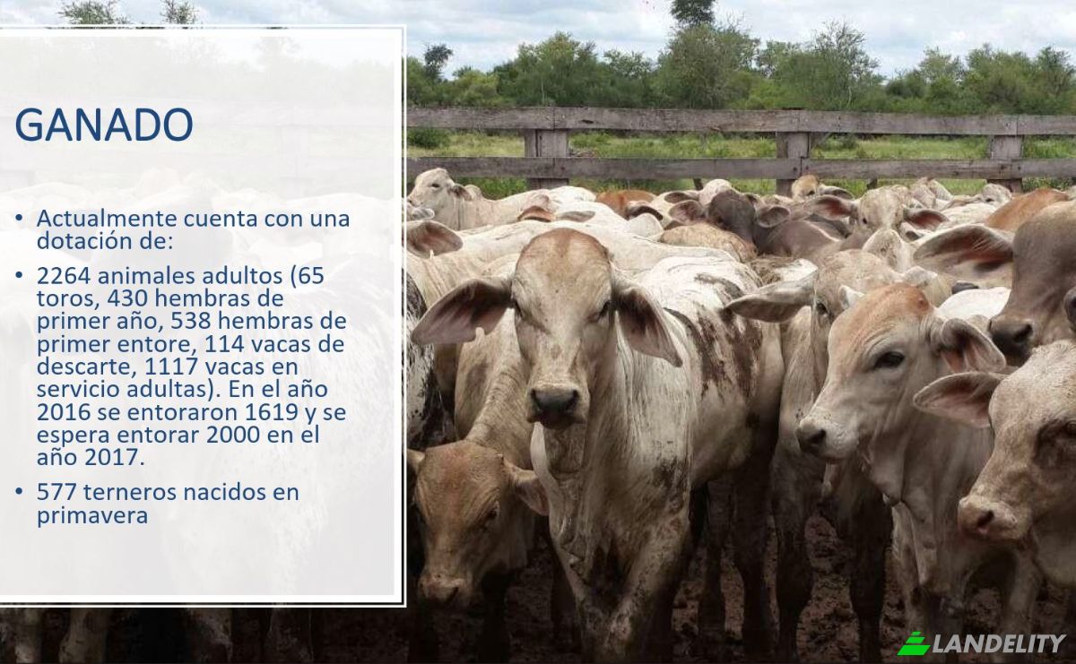 Investing/Development for Sale Via Sin Nombre, 170202, Com Indig Chaidi, Puerto Casado, Alto Paraguay Department, Paraguay. Photo 6