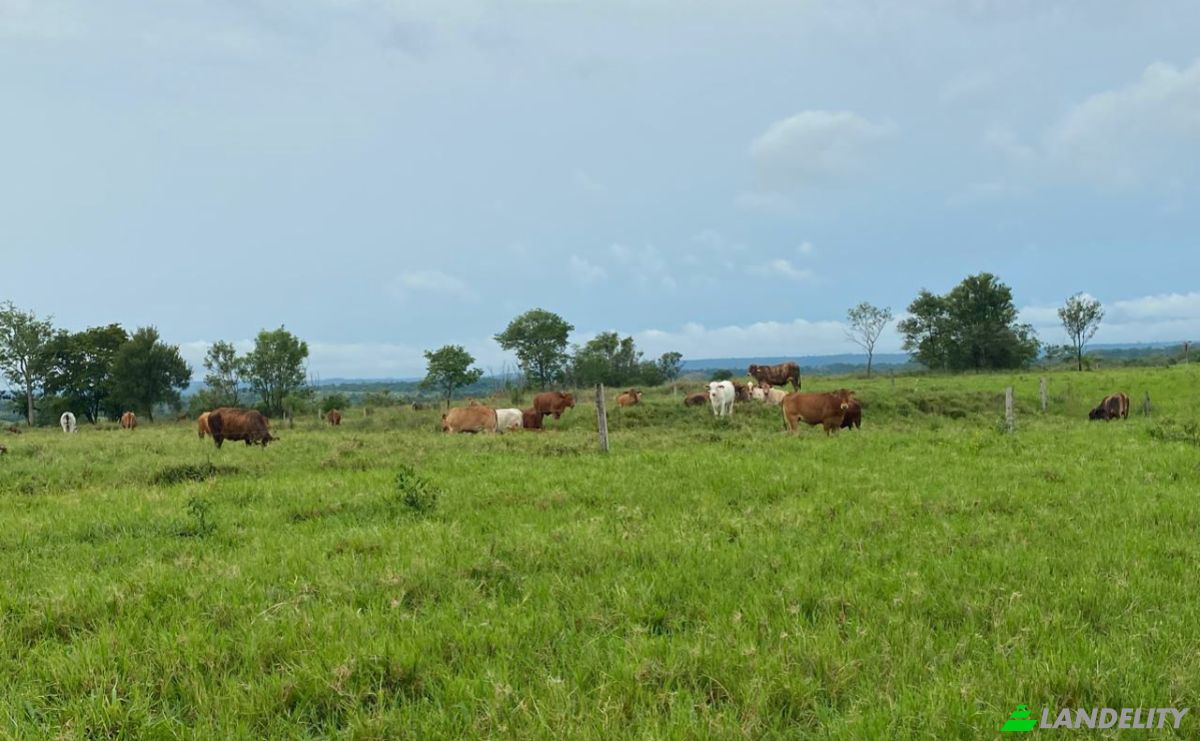 Investing/Development for Sale Via Sin Nombre, 050233, Capitan Kue, Caaguazu, Caaguazu Department, Paraguay. Photo 3