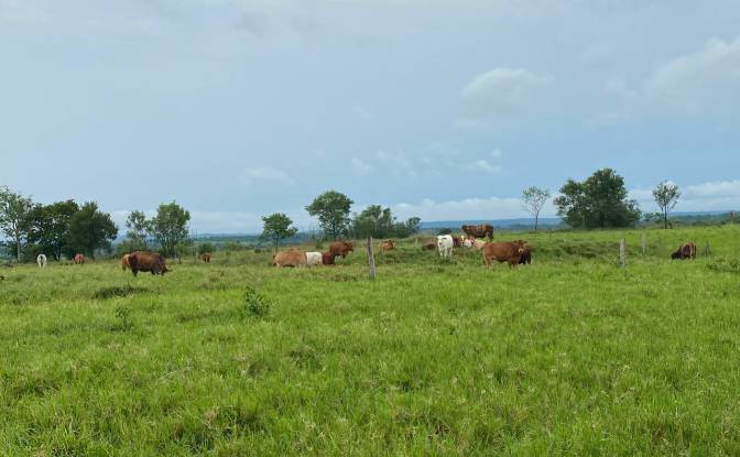Investing/Development for Sale Via Sin Nombre. Photo#3