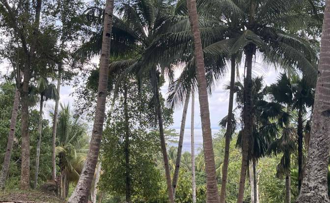 Land Lot for Sale - Samal, Philippines
