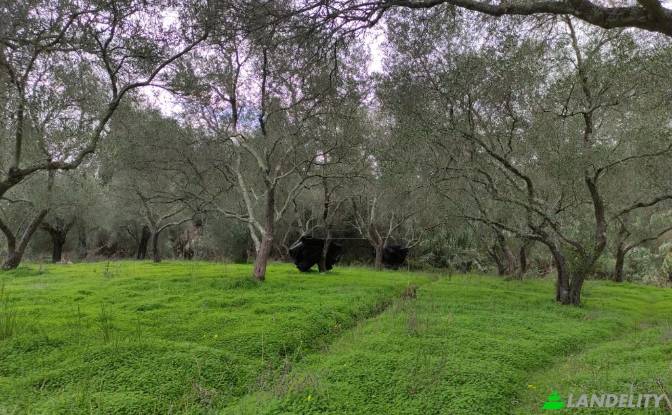 Land Lot for Sale dos xoris onomasia, Kavos. Photo#5 Land Lot for Sale dos xoris onomasia, Kavos. Photo#5