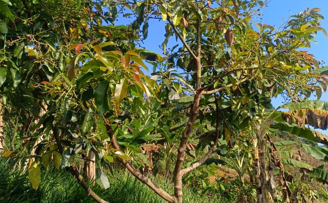 Investing/Development for Sale Via Sin Nombre. Photo#11 Investing/Development for Sale Via Sin Nombre. Photo#11