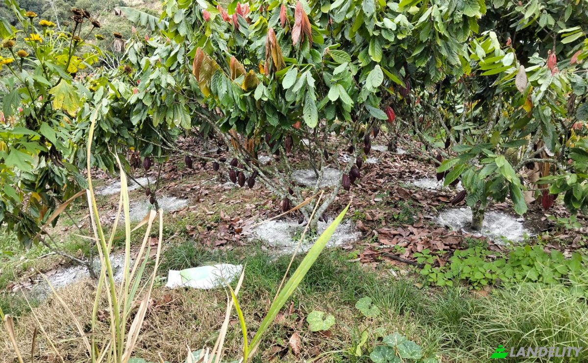 Investing/Development for Sale Via Sin Nombre, Lebrija, Santander, Colombia. Photo 5