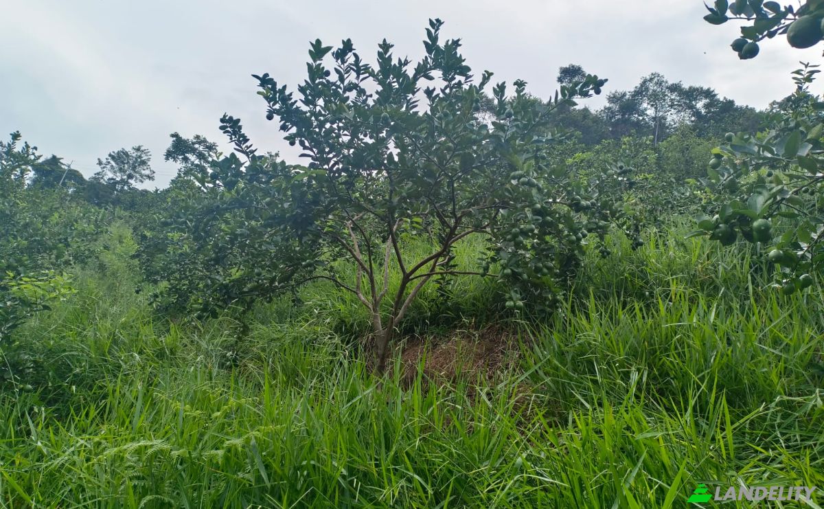 Investing/Development for Sale Via Sin Nombre, Lebrija, Santander, Colombia. Photo 12