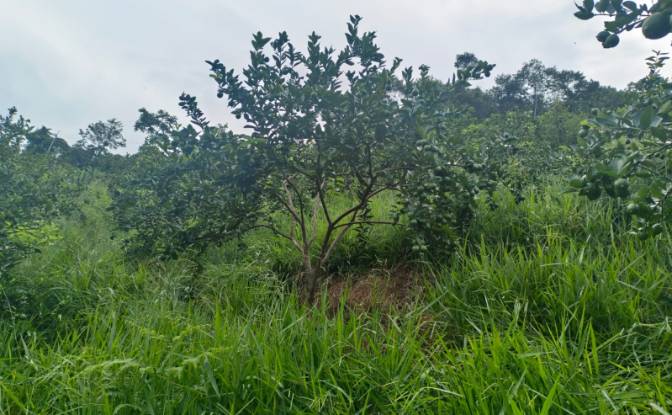 Investing/Development for Sale Via Sin Nombre. Photo#12 Investing/Development for Sale Via Sin Nombre. Photo#12