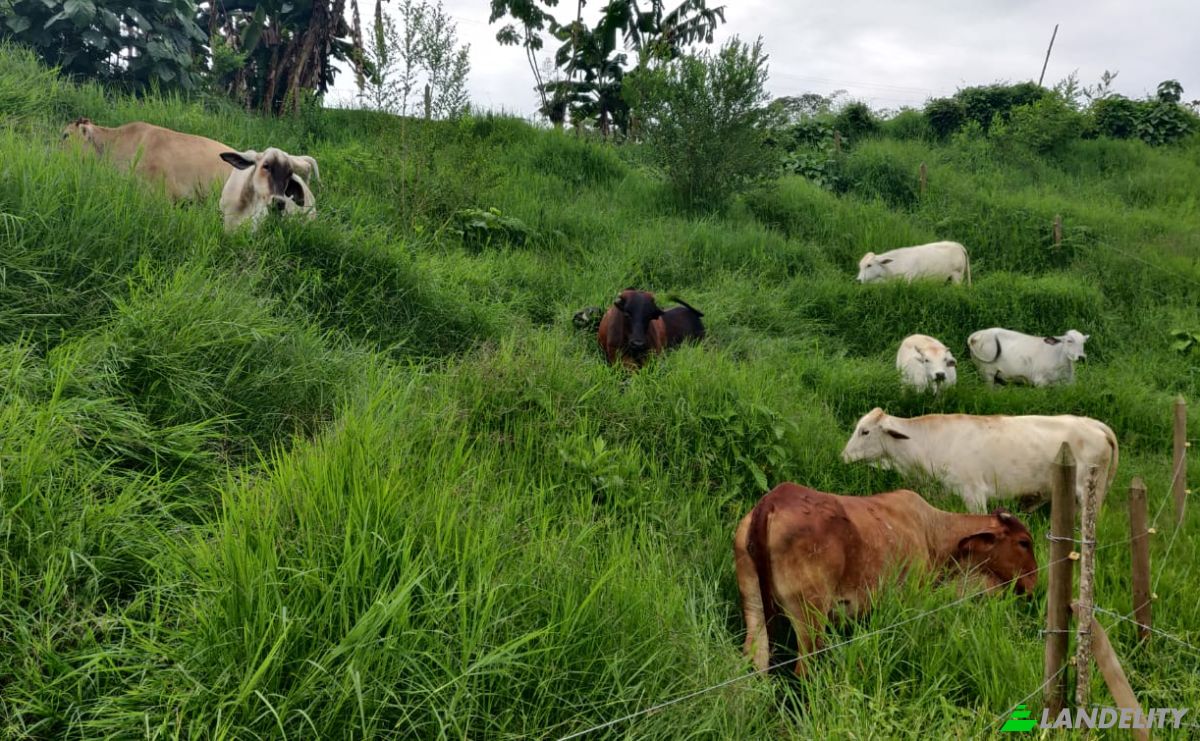 Investing/Development for Sale Via Sin Nombre, Lebrija, Santander, Colombia. Photo 13
