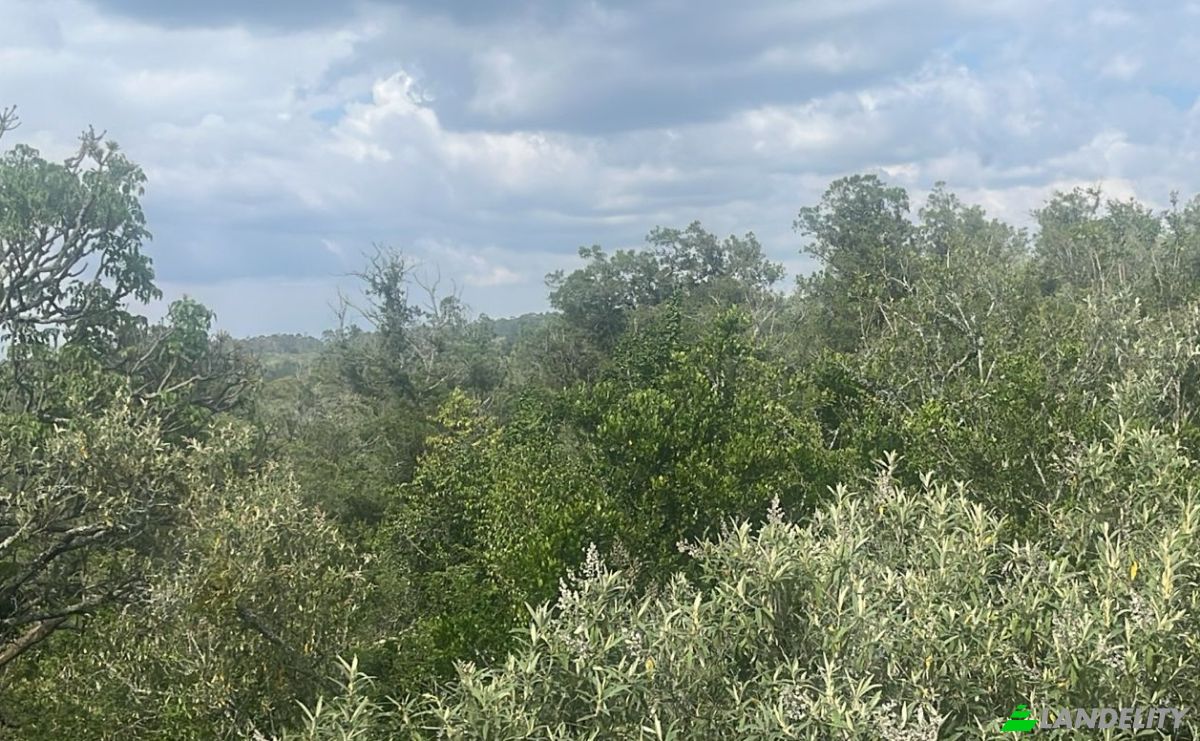 Land Lot for Sale Mureru Farm, Kieni East, Nyeri County, Kenya. Photo 6