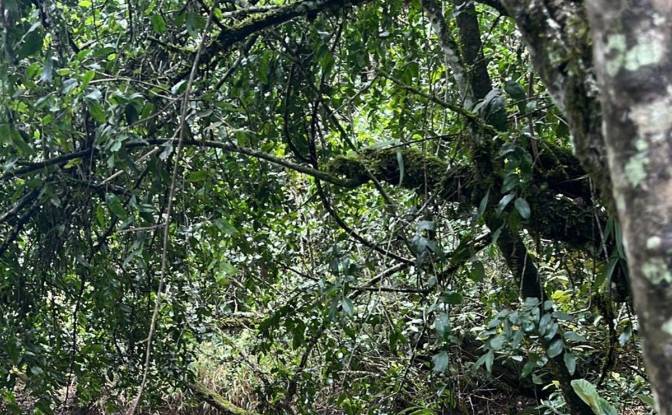 Land Lot for Sale Mureru Farm, Kieni East. Photo#8 Land Lot for Sale Mureru Farm, Kieni East. Photo#8