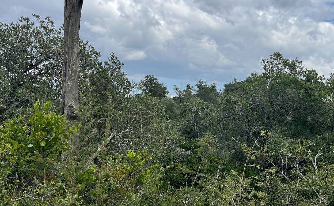 Land Lot for Sale Mureru Farm, Kieni East. Photo#2 Land Lot for Sale Mureru Farm, Kieni East. Photo#2