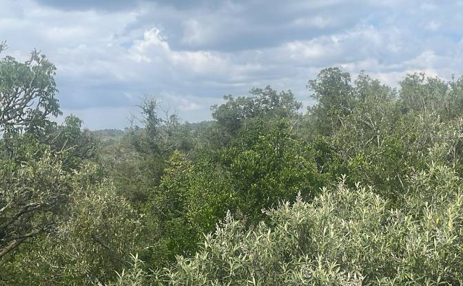 Land Lot for Sale Mureru Farm, Kieni East. Photo#3 Land Lot for Sale Mureru Farm, Kieni East. Photo#3