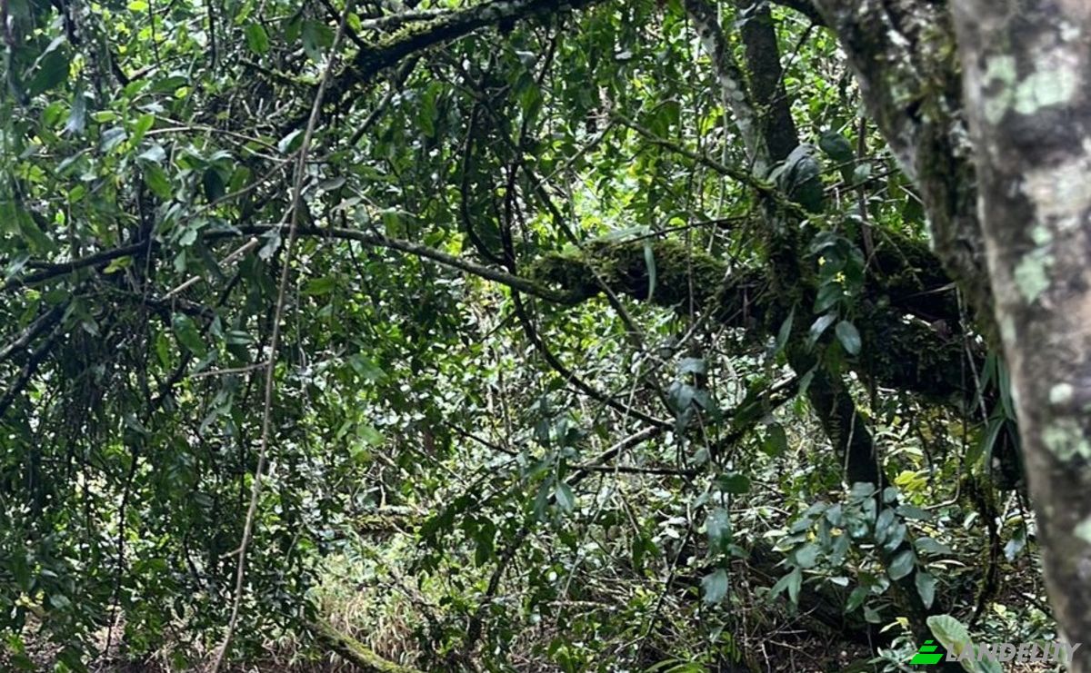 Land Lot for Sale Mureru Farm, Kieni East, Nyeri County, Kenya. Photo 4