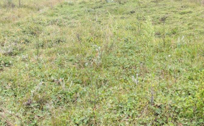 Investing/Development for Sale Thuthuriki, Lamuria. Photo#4