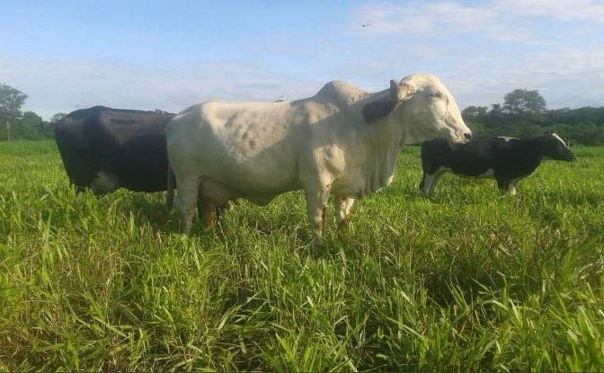 Investing/Development for Sale - Estancia Uruguayito, Bolivia