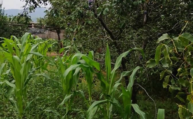 Duplex for Sale Sagaredzho, Sagarejo. Photo#4
