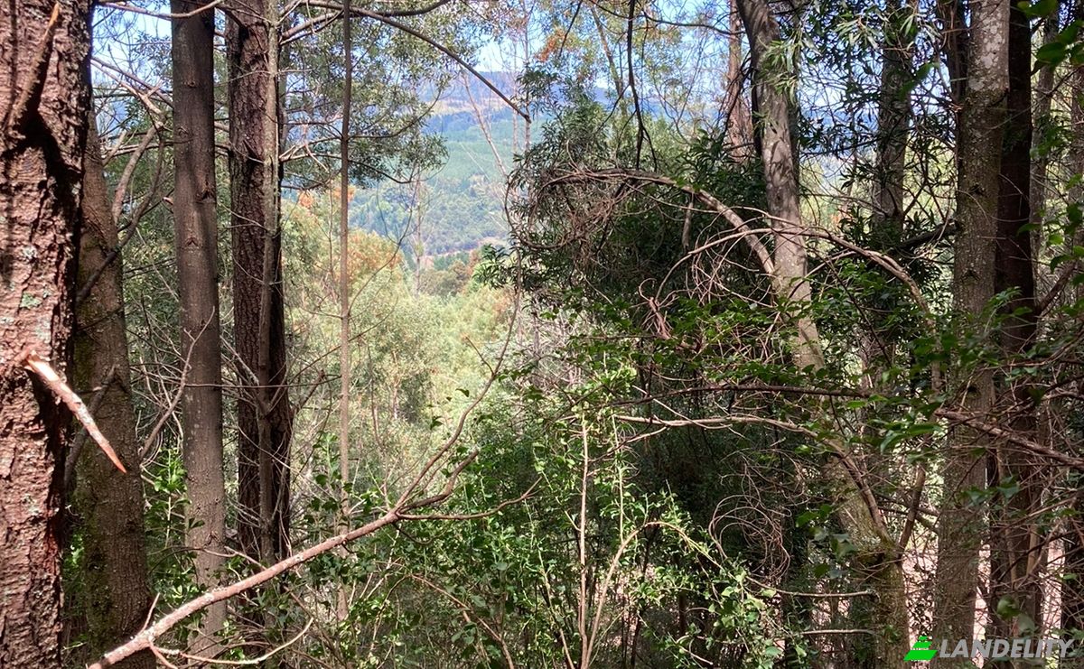 Land Lot for Sale 8 Tor Doone Ln, Hogsback, Amathole District Municipality, Eastern Cape, South Africa, 5721. Photo 3
