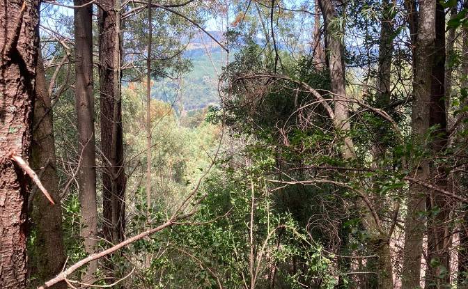 Land Lot for Sale 8 Tor Doone Ln, Hogsback. Photo#3