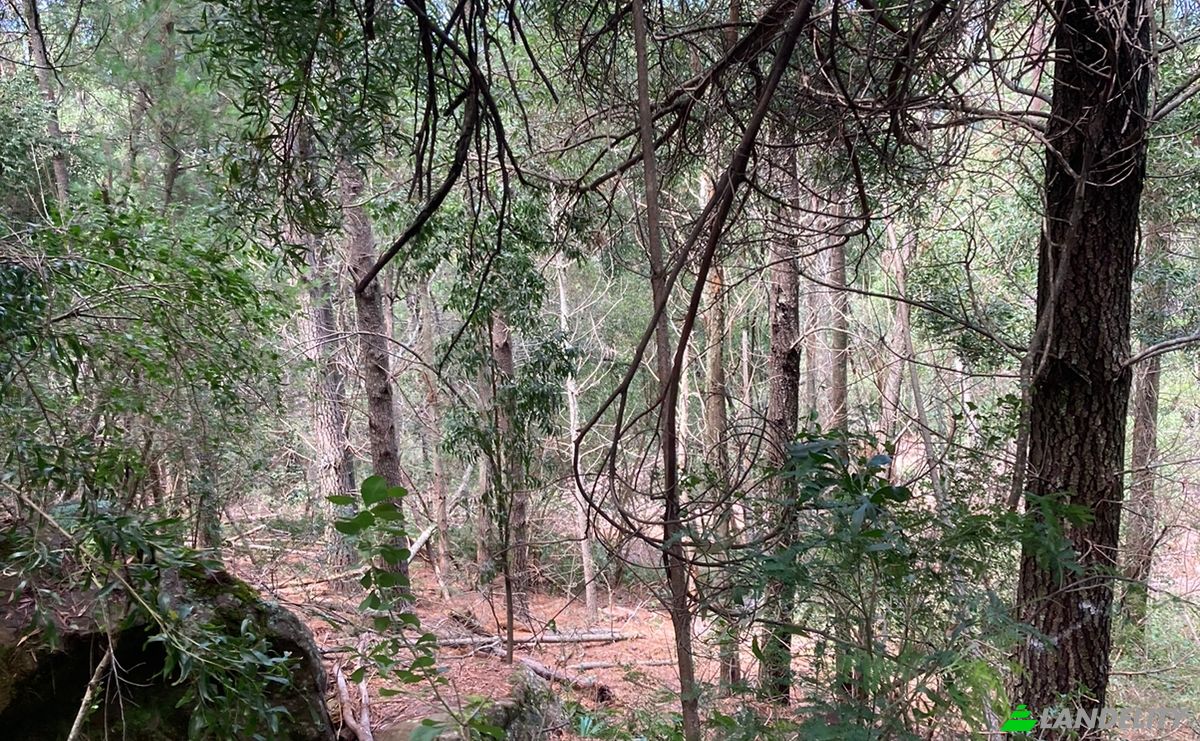 Land Lot for Sale 8 Tor Doone Ln, Hogsback, Amathole District Municipality, Eastern Cape, South Africa, 5721. Photo 11