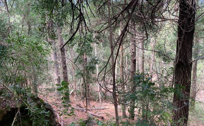 Land Lot for Sale 8 Tor Doone Ln, Hogsback. Photo#11