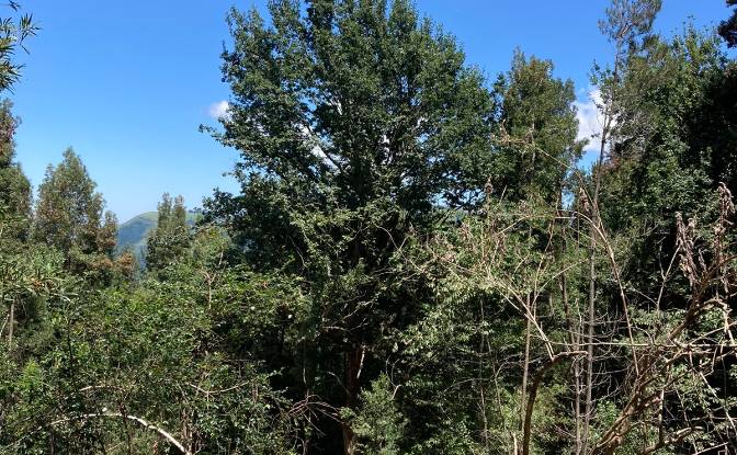 Land Lot for Sale 8 Tor Doone Ln, Hogsback. Photo#12