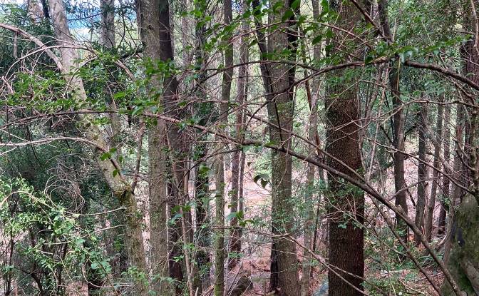 Land Lot for Sale 8 Tor Doone Ln, Hogsback. Photo#9