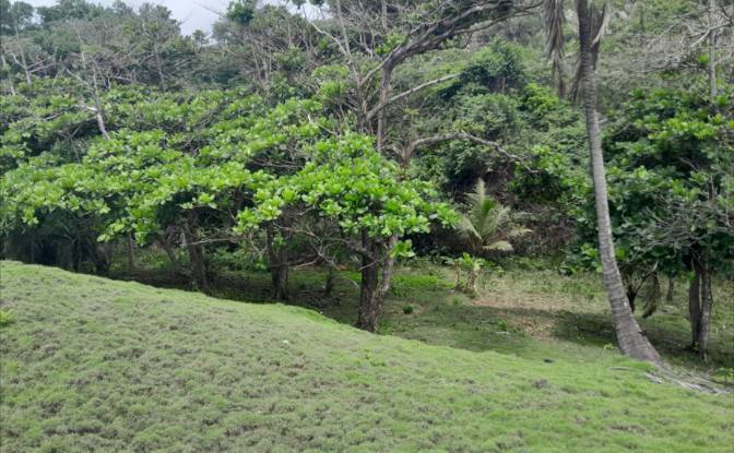 Investing/Development for Sale Palenque. Photo#5 Investing/Development for Sale Palenque. Photo#5