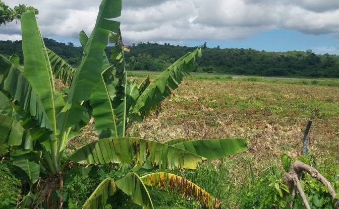 Land Lot for Sale Aeroport international de Nosy. Photo#14 Land Lot for Sale Aeroport international de Nosy. Photo#14