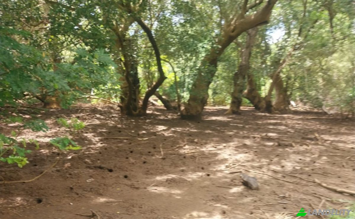Land Lot for Sale Aeroport international de Nosy Be-Fascene, Rte De Lest, Andrafia, Nosy-Be, Diana, Madagascar. Photo 16