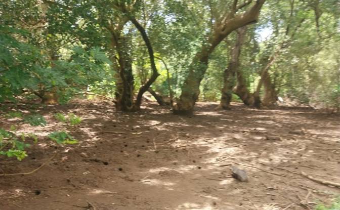 Land Lot for Sale Aeroport international de Nosy. Photo#16 Land Lot for Sale Aeroport international de Nosy. Photo#16