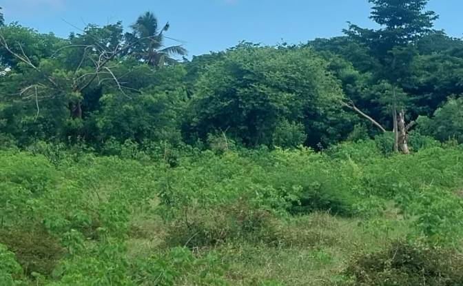 Land Lot for Sale Aeroport international de Nosy. Photo#18 Land Lot for Sale Aeroport international de Nosy. Photo#18
