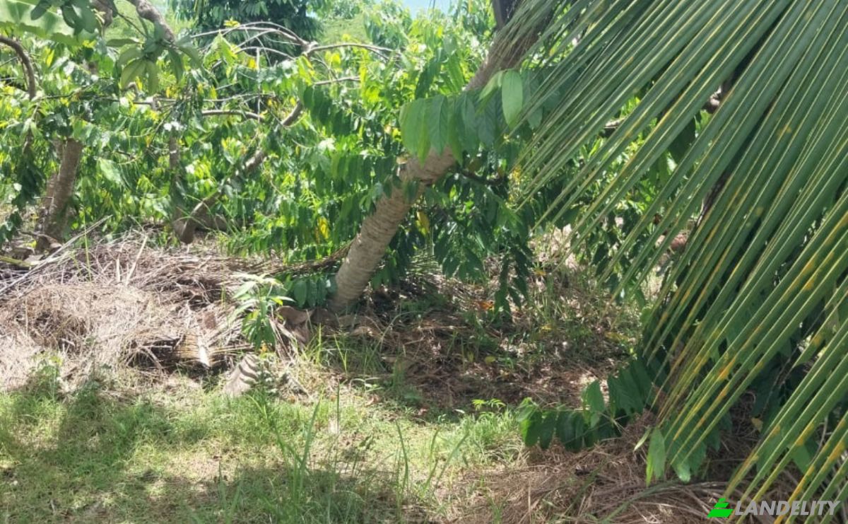 Land Lot for Sale Aeroport international de Nosy Be-Fascene, Rte De Lest, Andrafia, Nosy-Be, Diana, Madagascar. Photo 2