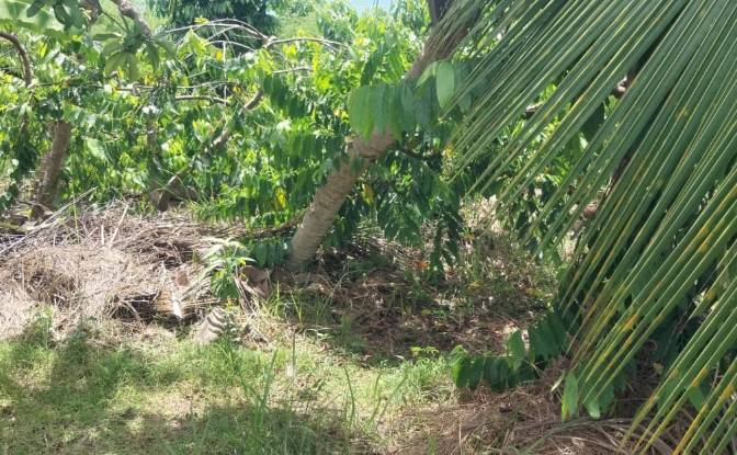 Land Lot for Sale Aeroport international de Nosy. Photo#2 Land Lot for Sale Aeroport international de Nosy. Photo#2